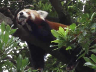 樹上レッサーパンダ